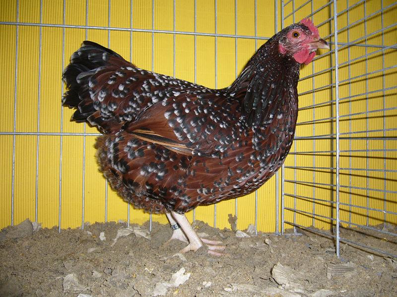 Hannover 2008 373.jpg - Zwerg Sussex braun-porzelanfarbig von Jens Dünnewald Preis HV 96 BLP